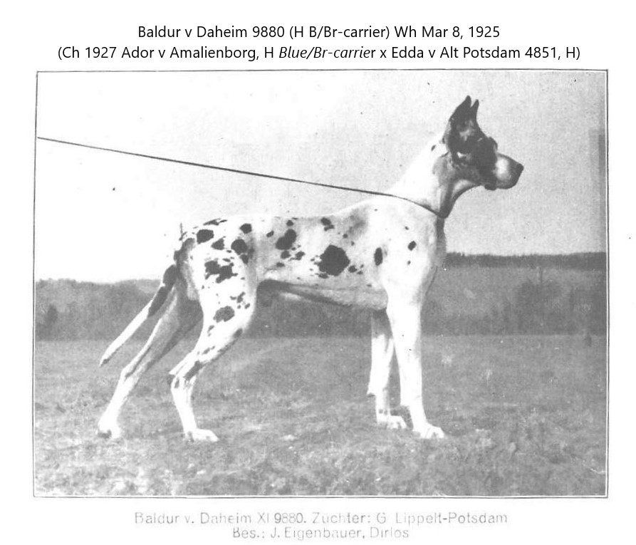 Baldur v Daheim